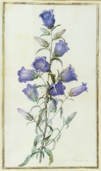 Campanula: Medium (Canterbury Bell) 1787 von Pierre Joseph Redouté